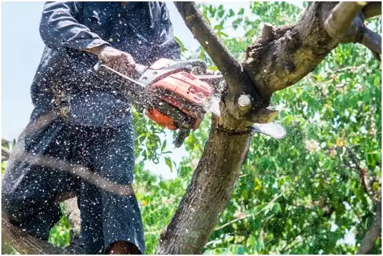 tree services Pascoag